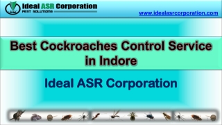 Best Cockroaches Control Service in Indore –Ideal ASR