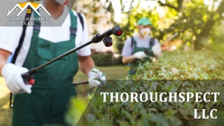 Squirrels Removal In Ct - Thoroughspect LLC