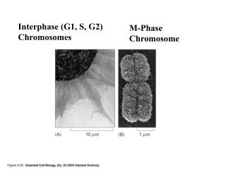 M-Phase Chromosome