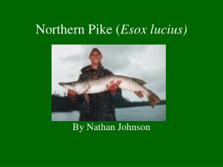Northern Pike ( Esox lucius)
