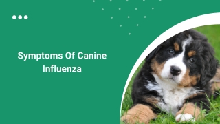 Symptoms of Canine Influenza