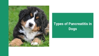 Types of Pancreatitis in Dogs