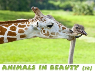 Animals in Beauty (12)