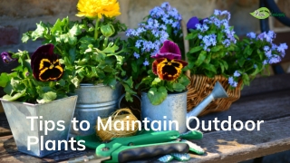 Tips to Maintain Outdoor Plants