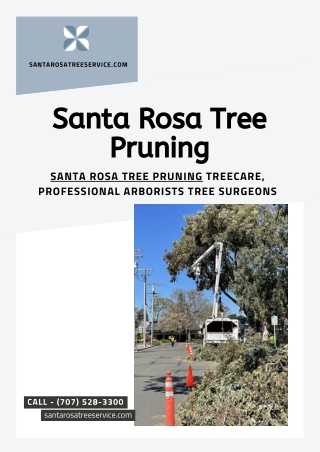 Santa Rosa Tree Pruning