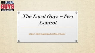 Termite Protection Adelaide | Thelocalguyspestcontrol.com.au