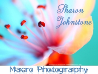 Macro-Photography (part 11 - SJ)