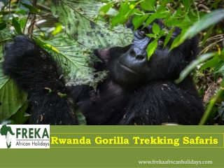 Rwanda Gorilla Trekking Safaris