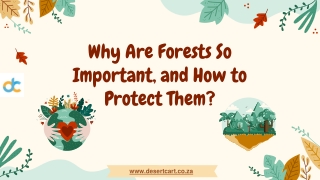 Why Are Forests So Important, and How to Protect Them?