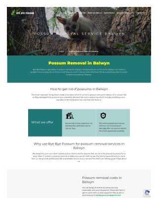 Possum Removal Service Balwyn