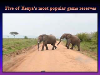 Five of Kenya's most popular game reserves