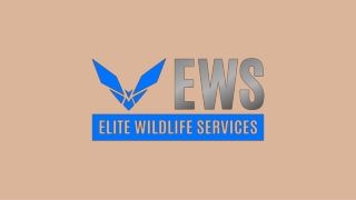 Rat Removal River Oaks - Elite Wildlife Services