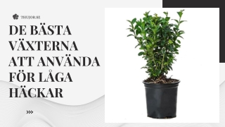 De bästa växterna att använda för låga häckar