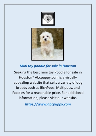 Mini Toy Poodle For Sale In Houston | Abcpuppy.com