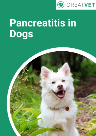 Pancreatitis in Dogs