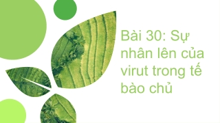 Sinh học 10 Bài 30: Sự nhân lên của virut trong tế bào chủ