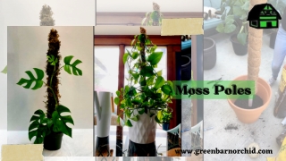 Moss Poles – Support for Climbing Plants & Aroids At Green Barn Orchid