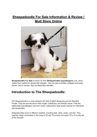 Sheepadoodle For Sale Information & Review | Mutt Store Online