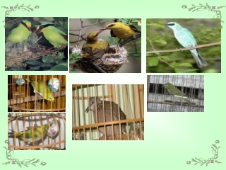 Âm nhạc lớp 7 -  Tiết 12 - Học hát: Khúc hát chim sơn ca - Châu Xuân