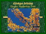 Ginkgo biloba; Gingko; Maidenhair Tree