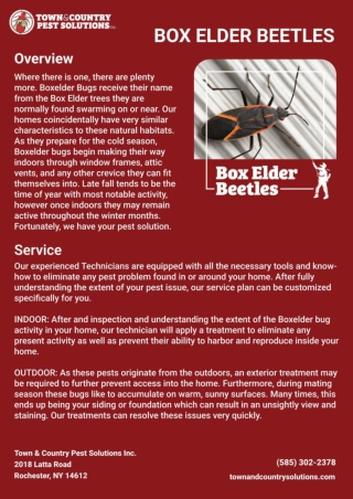 BOX ELDER BEETLES | Buffalo Pest Control