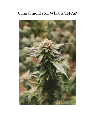 Cannabinoid 101 What is THCa