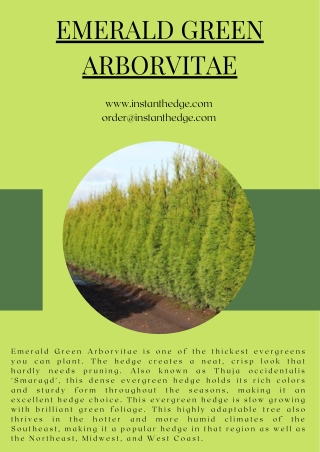 Tips to Grow and Maintain a Healthy Thuja Emerald Green Arborvitae