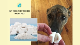 Easy Tricks to Get Your Dog Take His Pills