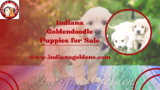 Indiana Goldendoodle Puppies for Sale- Indiana Goldens