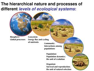 The hierarchical nature and processes of different levels of ecological systems :