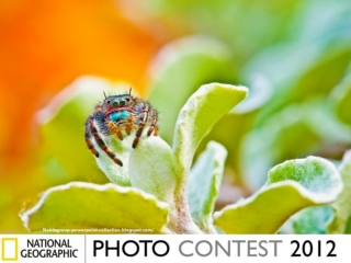 NG Photo Contest 2012 (part 2)