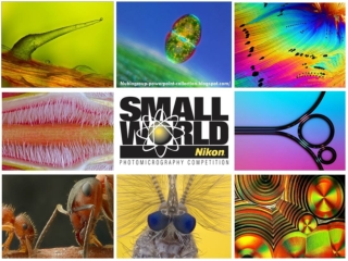 Nikon Small World 2012