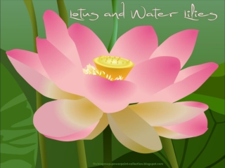 Lotus and Water Lilies