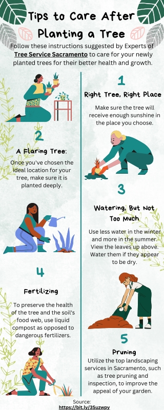 Tips to Care After Planting a Tree