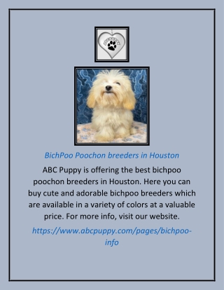 BichPoo Poochon breeders in Houston