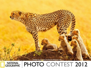 NG photo Contest 2012 (part 3)