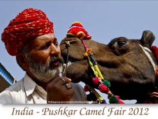 India - Pushkar Camel Fair 2012