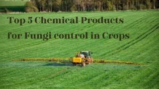 Top 5 Chemical Products for Fungi Control in Crops