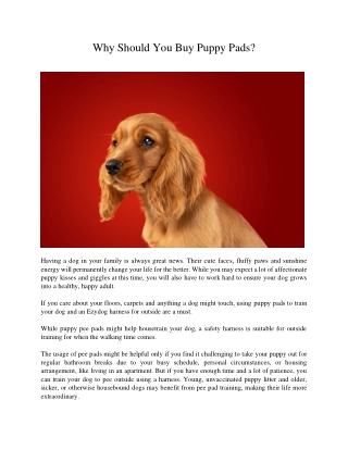 Why Should You Buy Puppy Pads?
