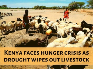 Kenya faces hunger crisis as drought wipes out livestock