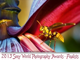 2013 Sony World Photography Awards finalists