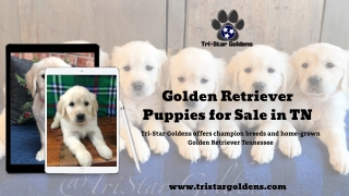 Adopt Golden Retriever Puppies for Sale in TN at Tri-Star Goldens