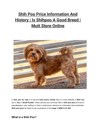Shih Poo Price Information And History _ Is Shihpoo A Good Breed _ Mutt Store Online