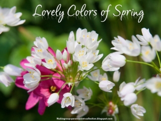 Lovely Colors of Spring (2)