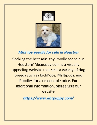 Mini toy poodle for sale in Houston