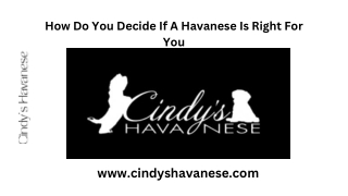 Havanese Breeders In the State of Texas Cindy's Havanese