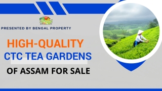 High quality CTC tea gardens of Assam for sale