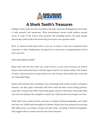 A Shark Tooth’s Treasures
