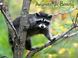 Animals in Beauty (15)