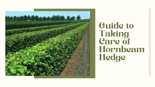 Hornbeam Hedge- Taking Care of Deciduous Hedge